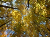 maple tree